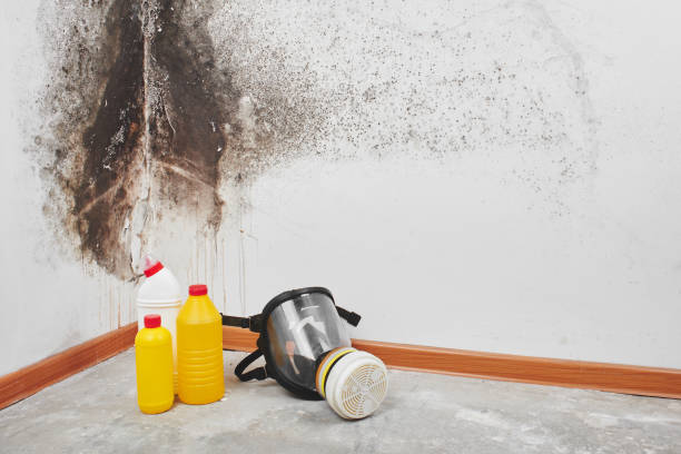 Best Attic Mold Remediation in Camden, AR