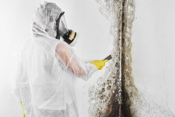 Professional Mold Remediation in Camden, AR