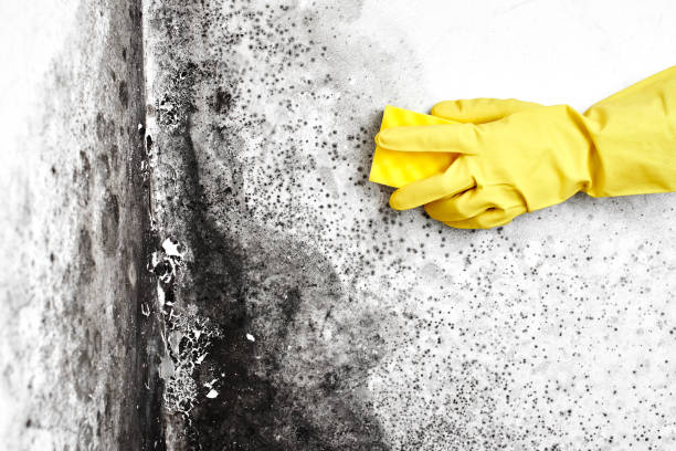Best White Mold Remediation in Camden, AR