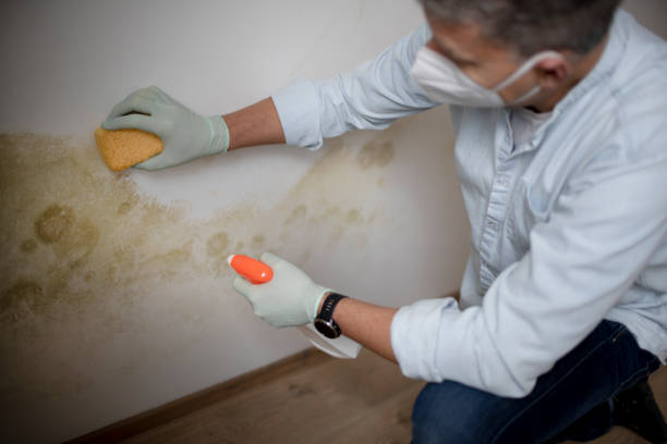 Best Residential Mold Remediation in Camden, AR