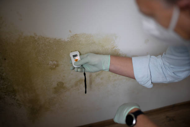 Best Residential Mold Remediation in Camden, AR