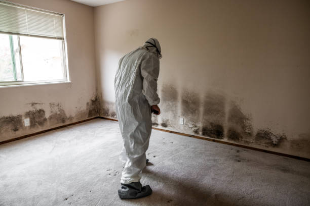 Camden, AR Mold Remediation Company