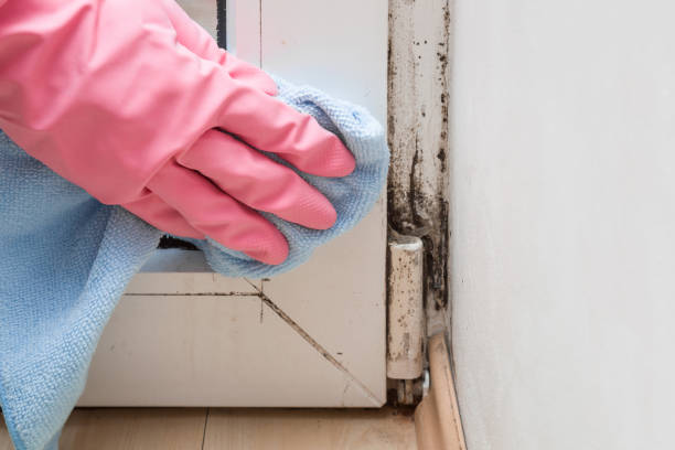 Best Black Mold Remediation in Camden, AR