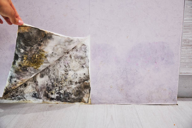 Professional Mold Remediation in Camden, AR